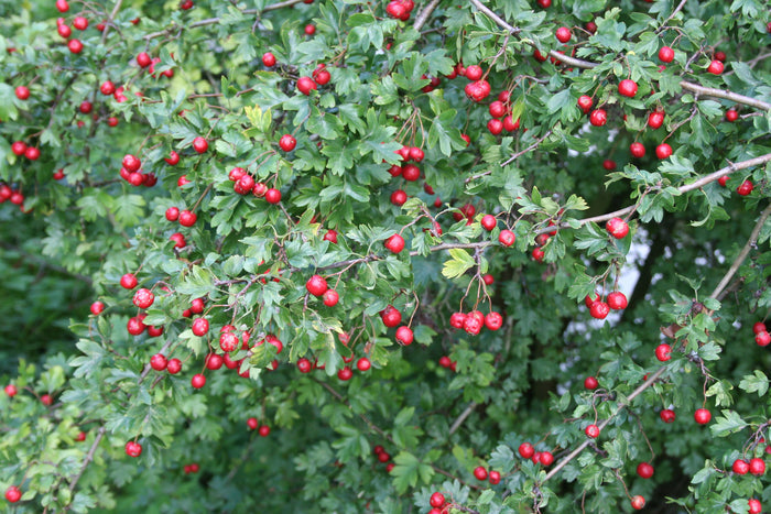 Mayflower 100 Seeds Midland Hawthorn Crataegus laevigata
