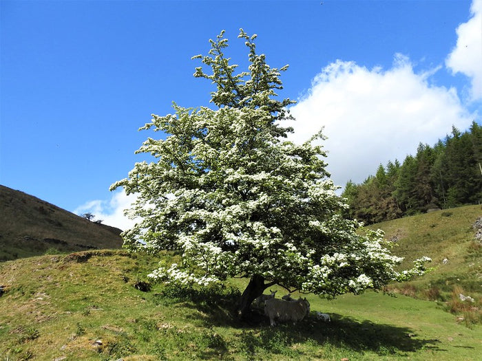 Mayflower 100 Seeds Midland Hawthorn Crataegus laevigata
