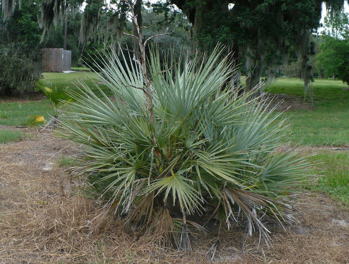 Mazari Palm  Nannorrhops ritchiana  5 Seeds