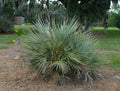 Mazari Palm  Nannorrhops ritchiana  5 Seeds