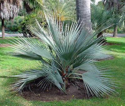 Mazari Palm  Nannorrhops ritchiana  5 Seeds