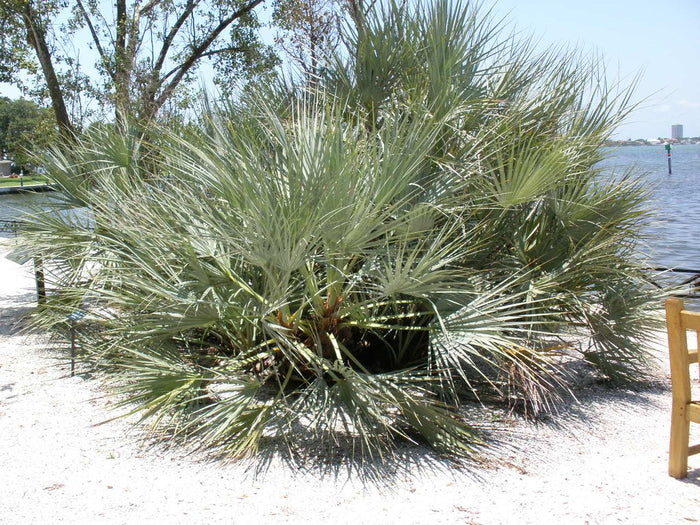 Mazari Palm  Nannorrhops ritchiana  5 Seeds