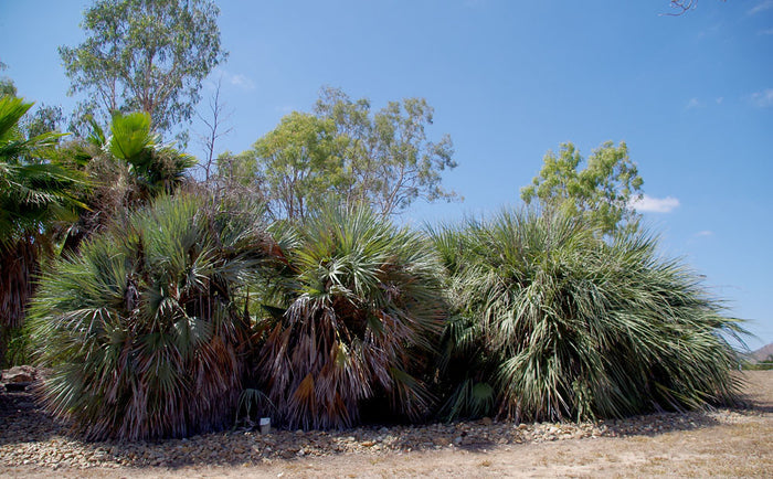 Mazari Palm  Nannorrhops ritchiana  5 Seeds
