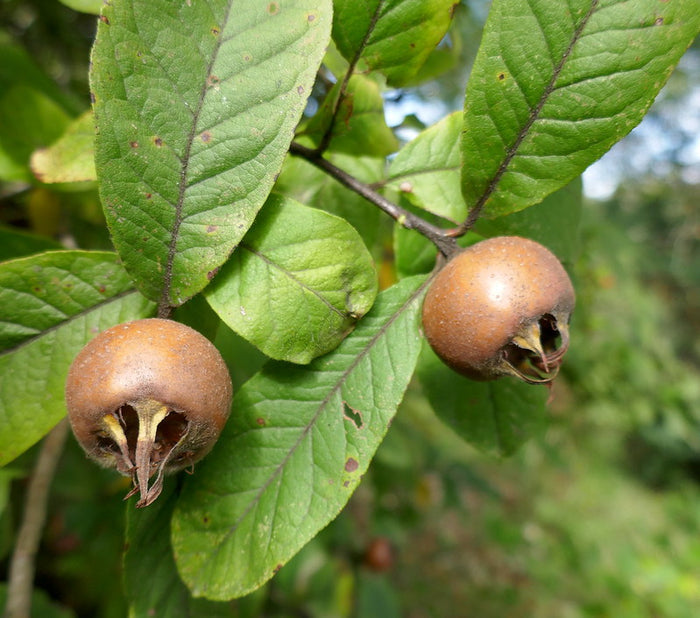 Medlar Mespilus germanica 100 Seeds