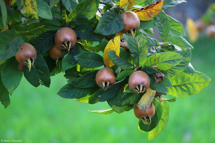 Medlar Mespilus germanica 100 Seeds