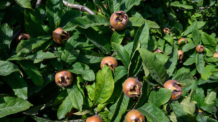 Medlar Mespilus germanica 100 Seeds