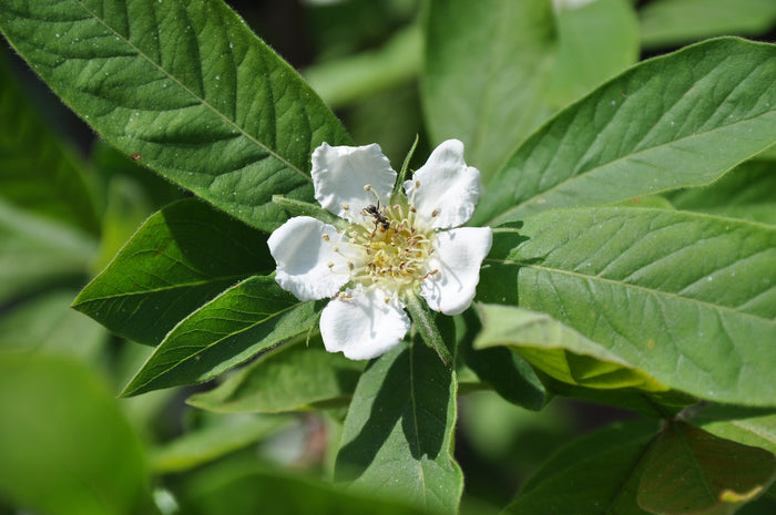Medlar Mespilus germanica 100 Seeds
