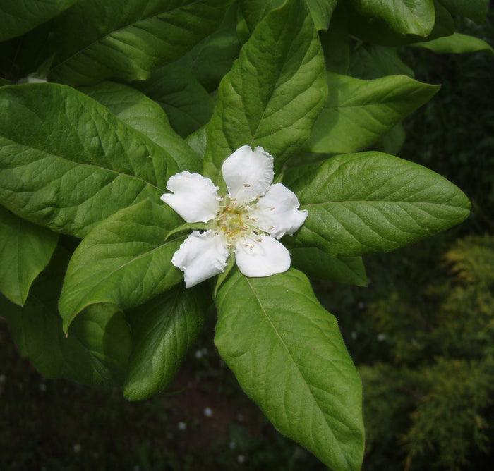 Medlar Mespilus germanica 100 Seeds