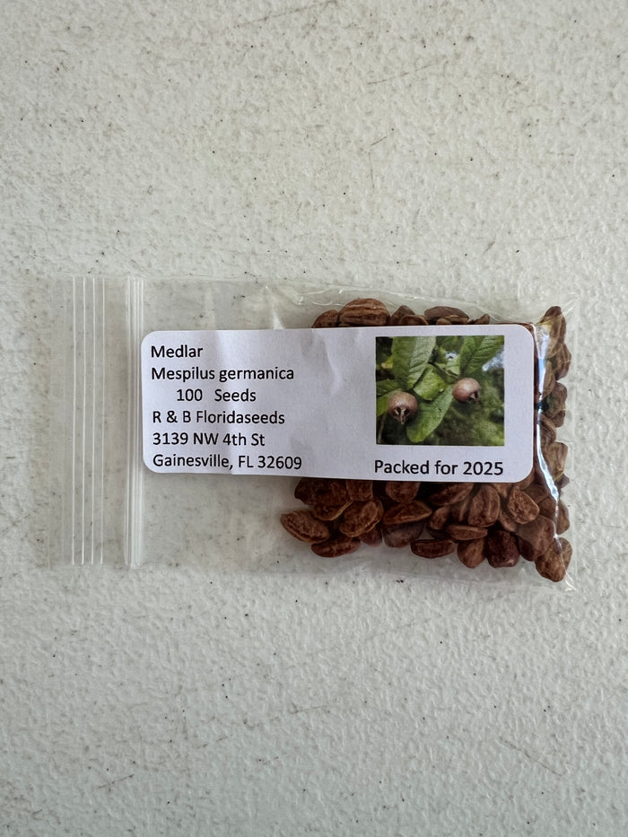 Medlar Mespilus germanica 100 Seeds