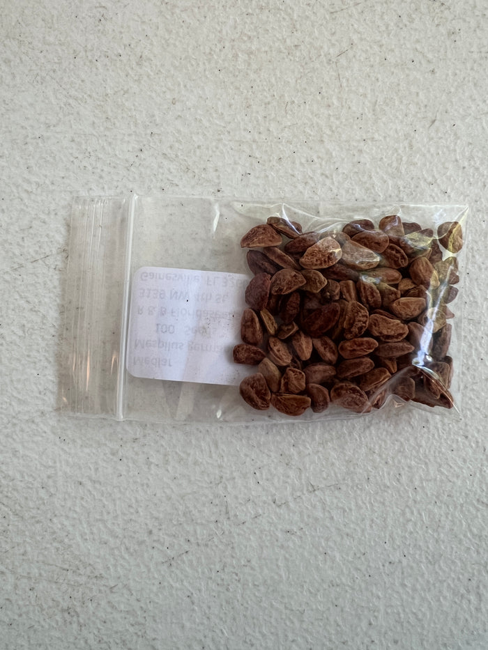 Medlar Mespilus germanica 100 Seeds