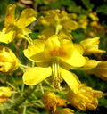 Mexican Bird of Paradise  25 seeds  Caesalpinia mexicana