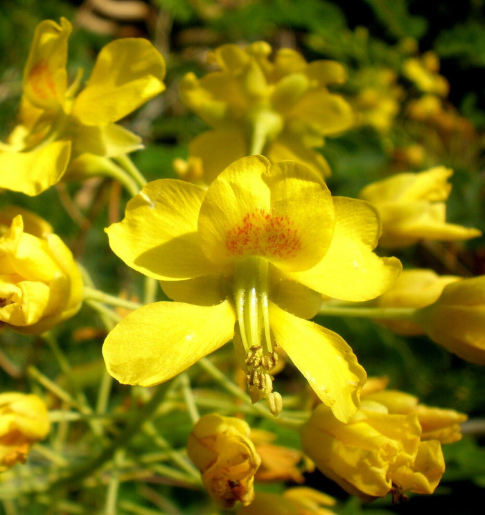 Mexican Bird of Paradise  25 seeds  Caesalpinia mexicana