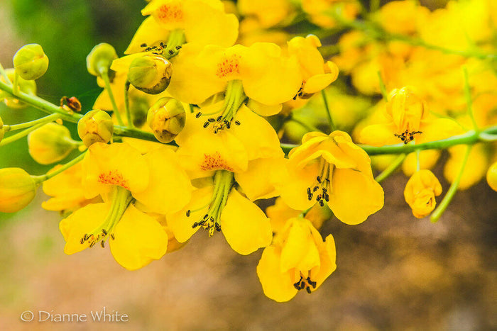 Mexican Bird of Paradise  25 seeds  Caesalpinia mexicana