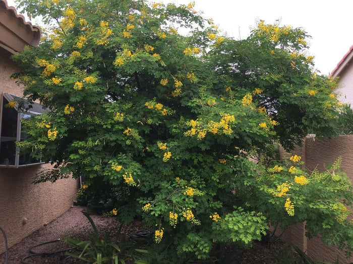 Mexican Bird of Paradise  25 seeds  Caesalpinia mexicana