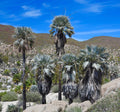 Mexican Blue Palm   5 Seeds   Brahea armata