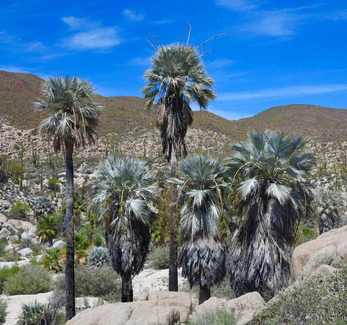 Mexican Blue Palm   5 Seeds   Brahea armata