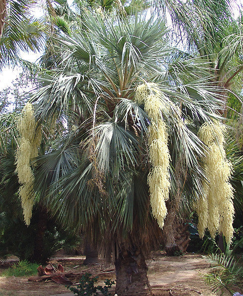 Mexican Blue Palm   5 Seeds   Brahea armata