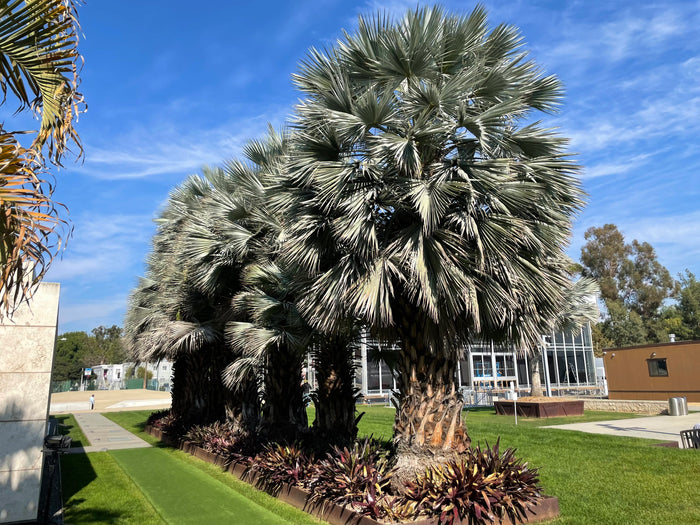 Mexican Blue Palm   5 Seeds   Brahea armata