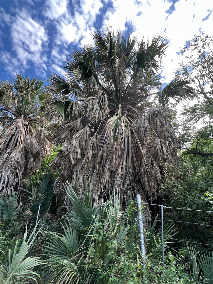 Mexican Palmetto  5 Seeds  Sabal mexicana