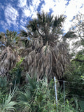 Mexican Palmetto  5 Seeds  Sabal mexicana