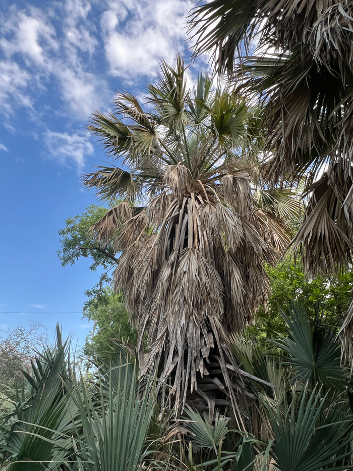 Mexican Palmetto  5 Seeds  Sabal mexicana