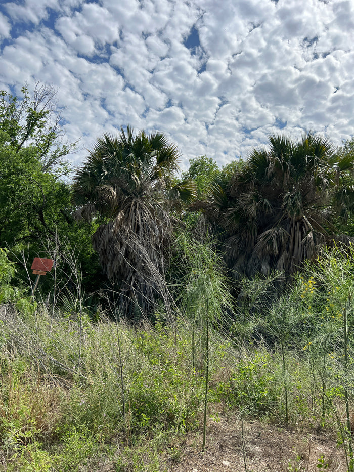 Mexican Palmetto  5 Seeds  Sabal mexicana