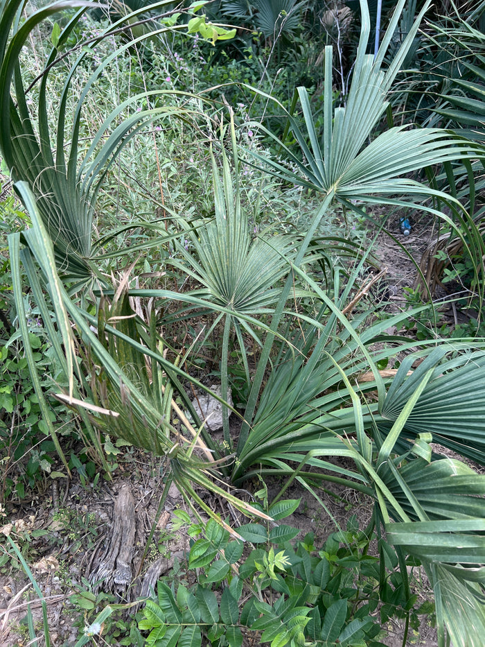 Mexican Palmetto  5 Seeds  Sabal mexicana