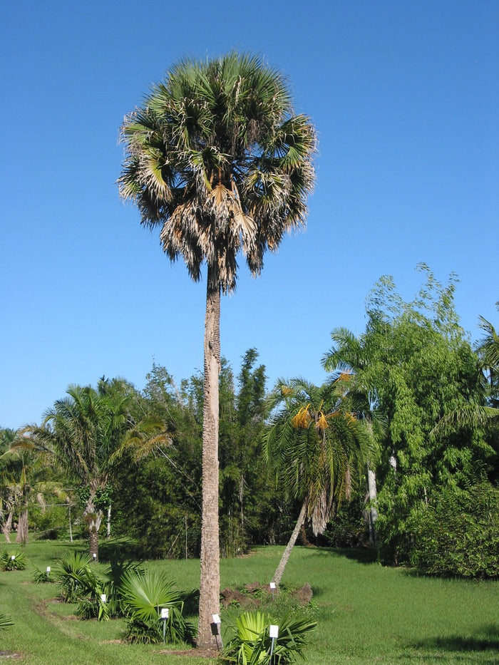 Mexican Palmetto  5 Seeds  Sabal mexicana