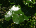 Mexican Redbud   10 Seeds   Cercis mexicana