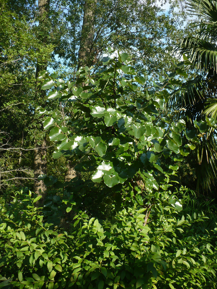 Mexican Redbud   10 Seeds   Cercis mexicana