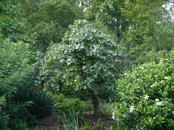 Mexican Redbud   10 Seeds   Cercis mexicana