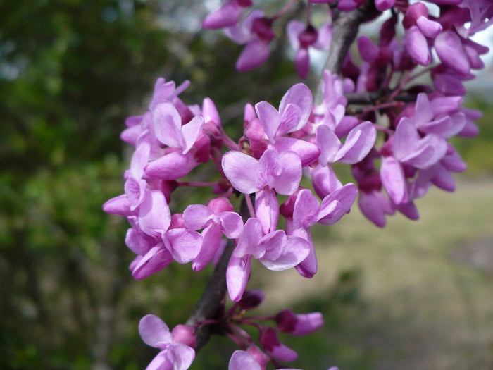 Mexican Redbud   10 Seeds   Cercis mexicana