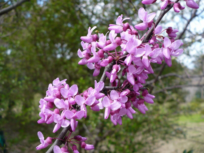 Mexican Redbud   10 Seeds   Cercis mexicana