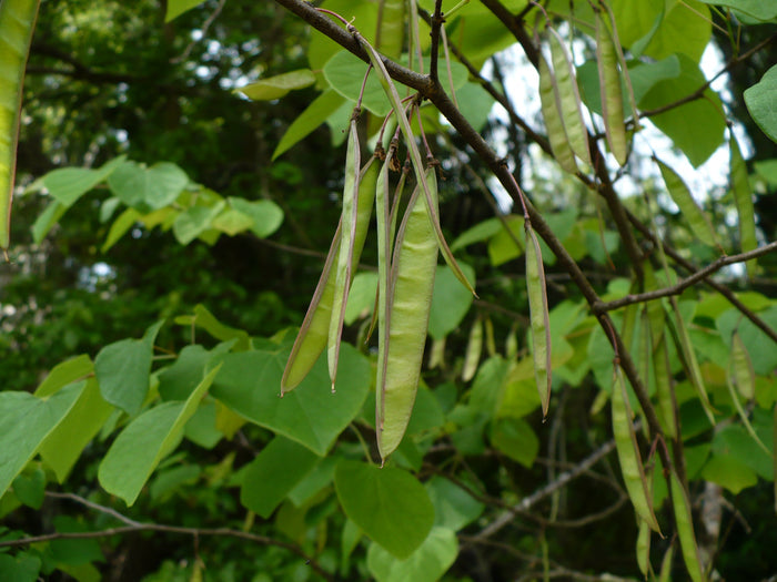 Mexican Redbud   10 Seeds   Cercis mexicana