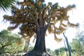Mexican Tree Yucca Yucca filifera 20 Seeds
