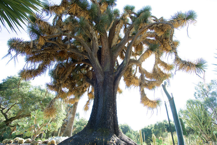 Mexican Tree Yucca Yucca filifera 20 Seeds