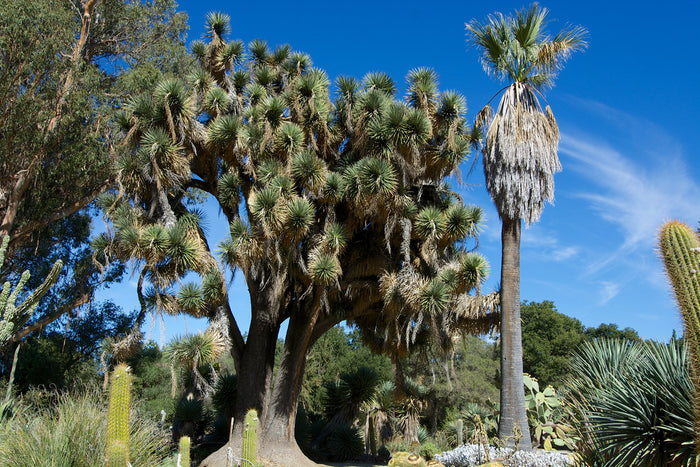 Mexican Tree Yucca Yucca filifera 20 Seeds