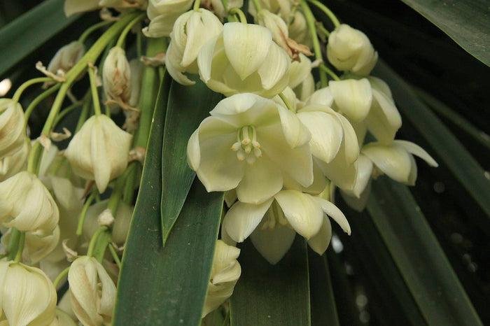 Mexican Tree Yucca Yucca filifera 20 Seeds