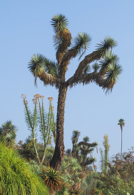 Mexican Tree Yucca Yucca filifera 20 Seeds