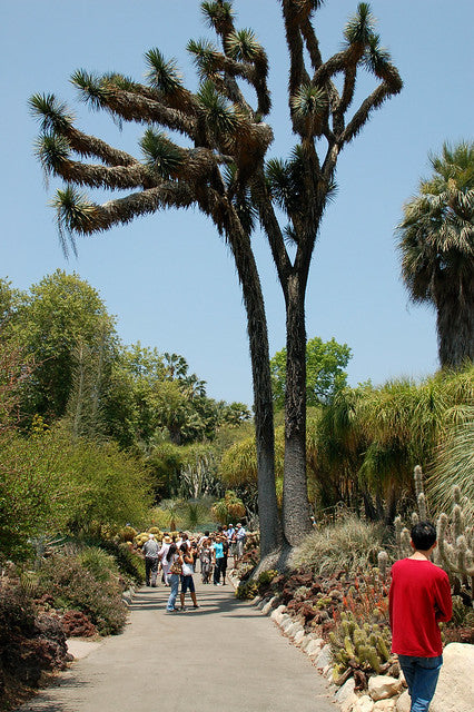 Mexican Tree Yucca Yucca filifera 20 Seeds