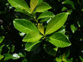 Mirror Leaf Viburnum 100 Seeds Viburnum awabuki