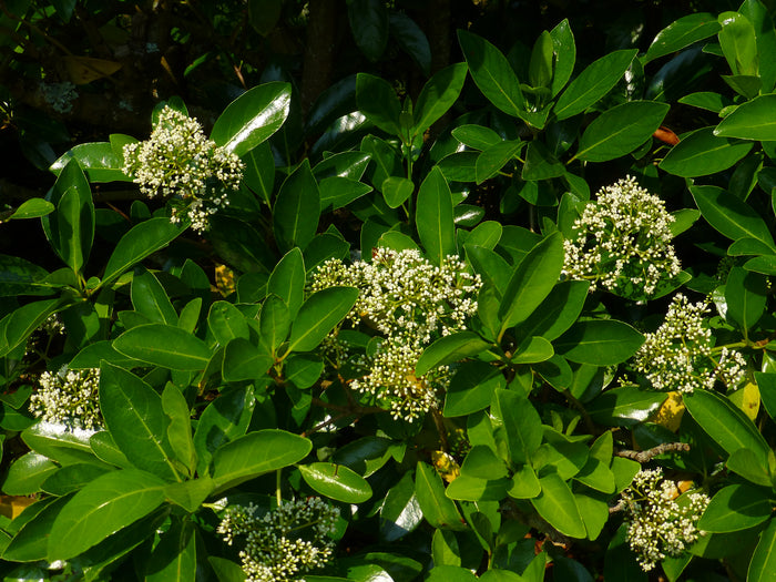 Mirror Leaf Viburnum 100 Seeds Viburnum awabuki