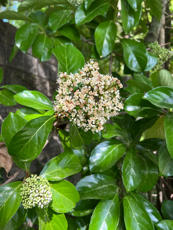 Mirror Leaf Viburnum 100 Seeds Viburnum awabuki