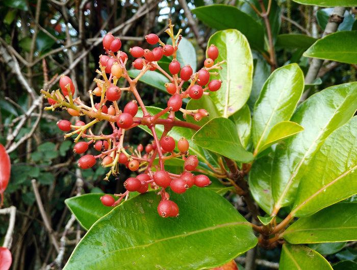 Mirror Leaf Viburnum 100 Seeds Viburnum awabuki