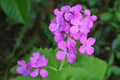Money Plant Honesty Lunaria annua 100 Seeds