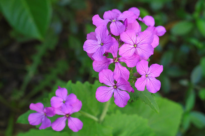 Money Plant Honesty Lunaria annua 100 Seeds