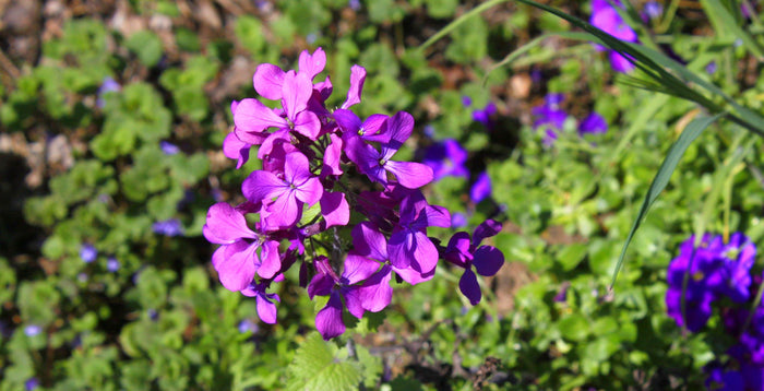 Money Plant Honesty Lunaria annua 100 Seeds