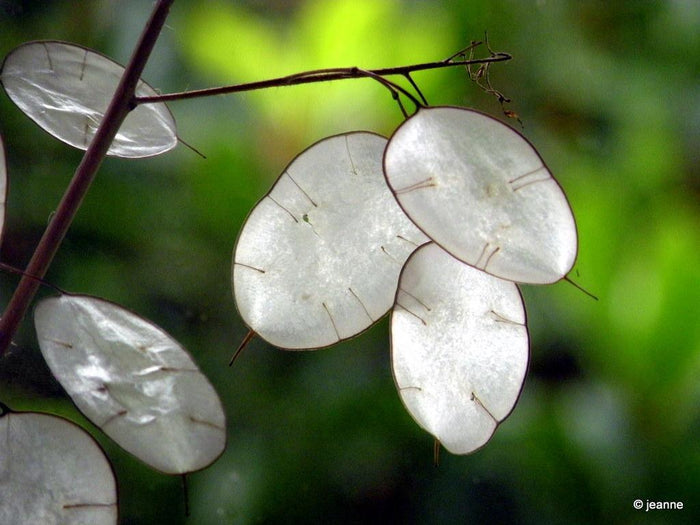Money Plant Honesty Lunaria annua 100 Seeds