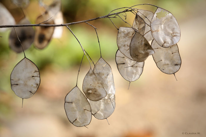 Money Plant Honesty Lunaria annua 100 Seeds