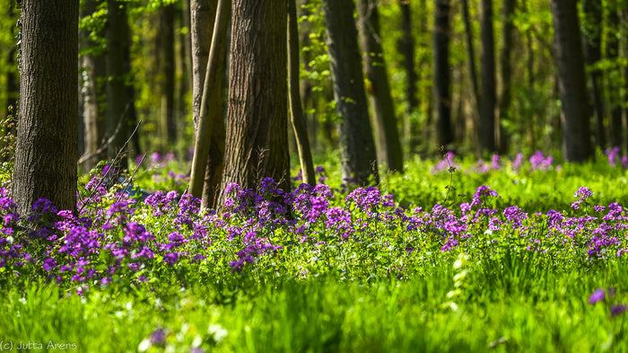 Money Plant Honesty Lunaria annua 100 Seeds